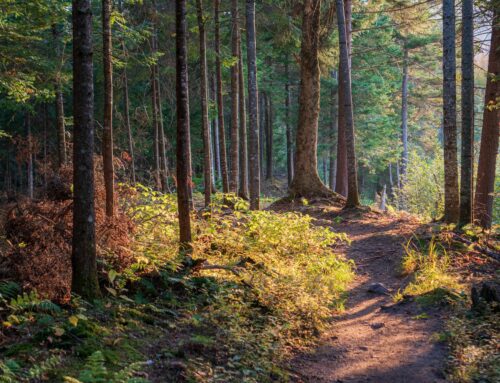 Herbicide for Trails, Camera Spots and Ground Blinds.